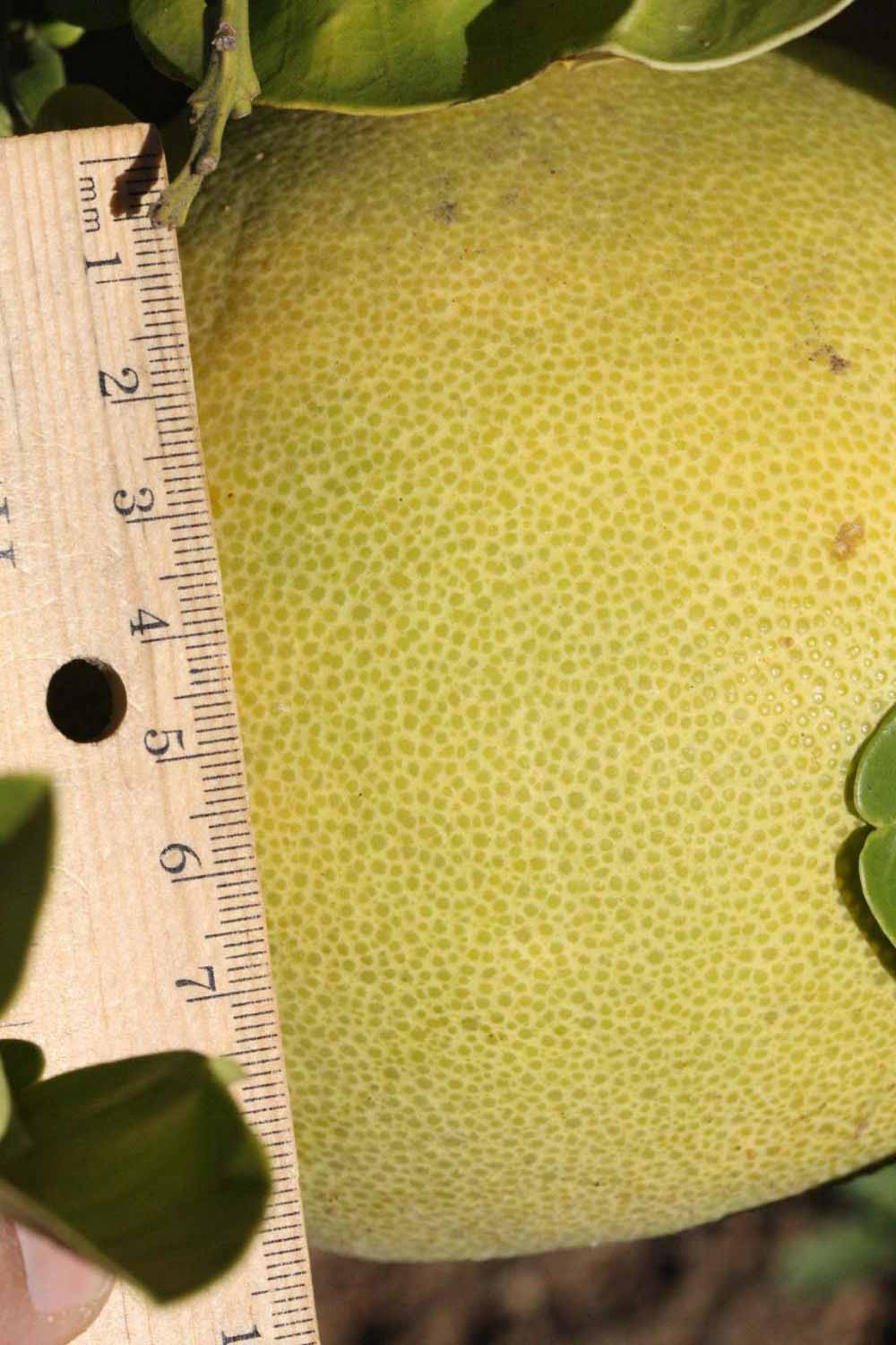            Fruit (Riverside, CA)   